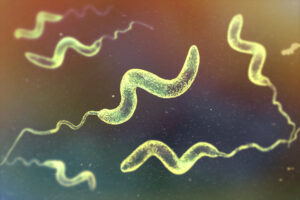 Was macht das Gesundheitsamt bei Campylobacter?